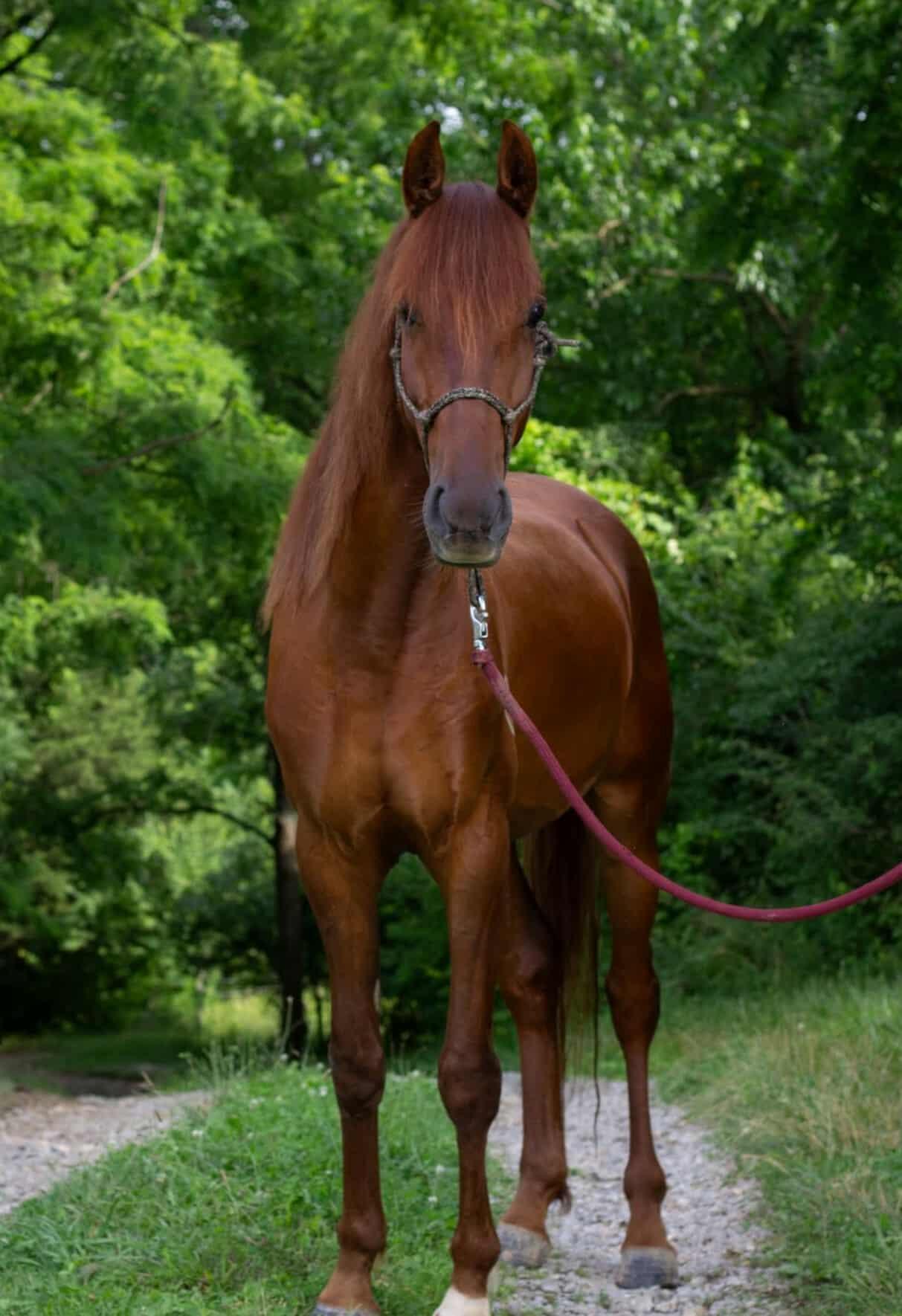 Enlarge Enero -In Evaluation, a Adoptable Saddlebred in Huntington, WV image 2/6