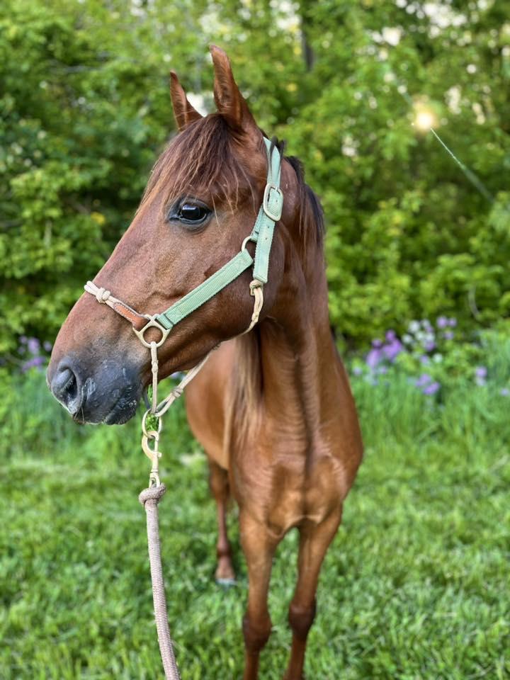 Enlarge Enero  ATFO 2026 Platinum Division , an adoptable Saddlebred in Huntington, WV image 5/6