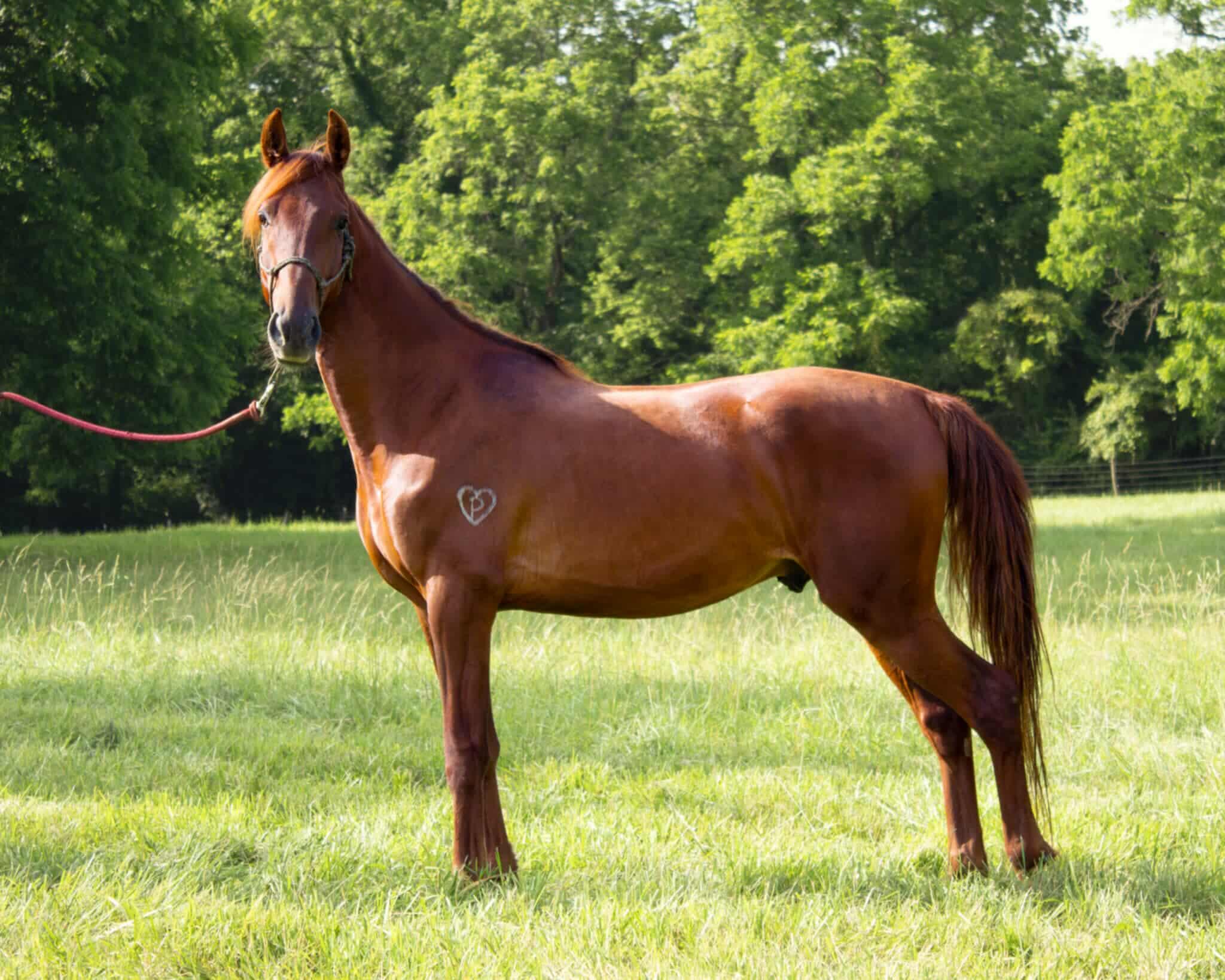 Enero -In Evaluation, Adoptable, Young Male Saddlebred.