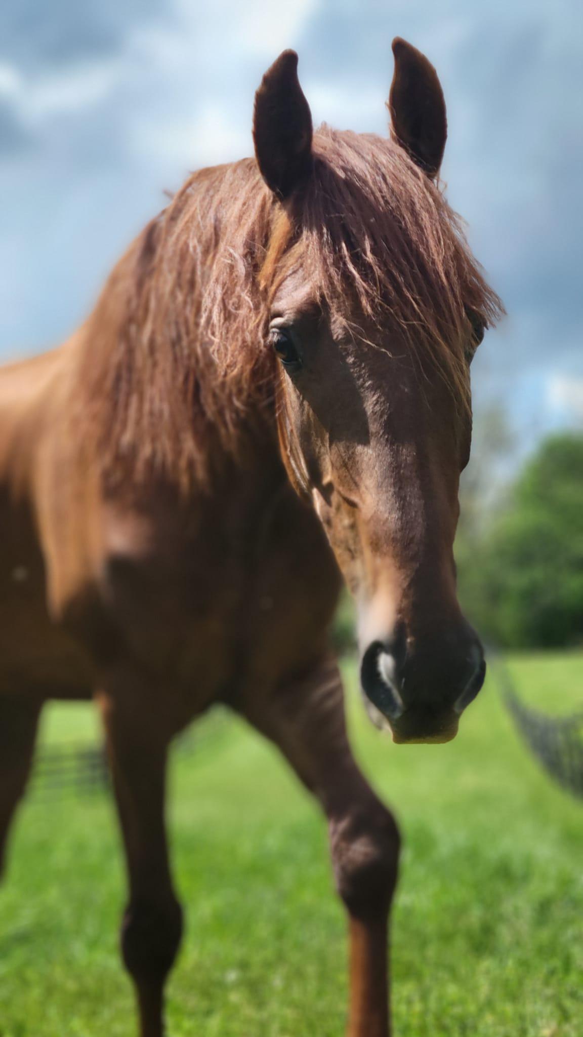Enlarge Enero -In Evaluation, a Adoptable Saddlebred in Huntington, WV image 6/6
