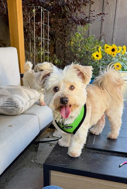 Scone, ADOPTABLE, Adult Male Maltese.