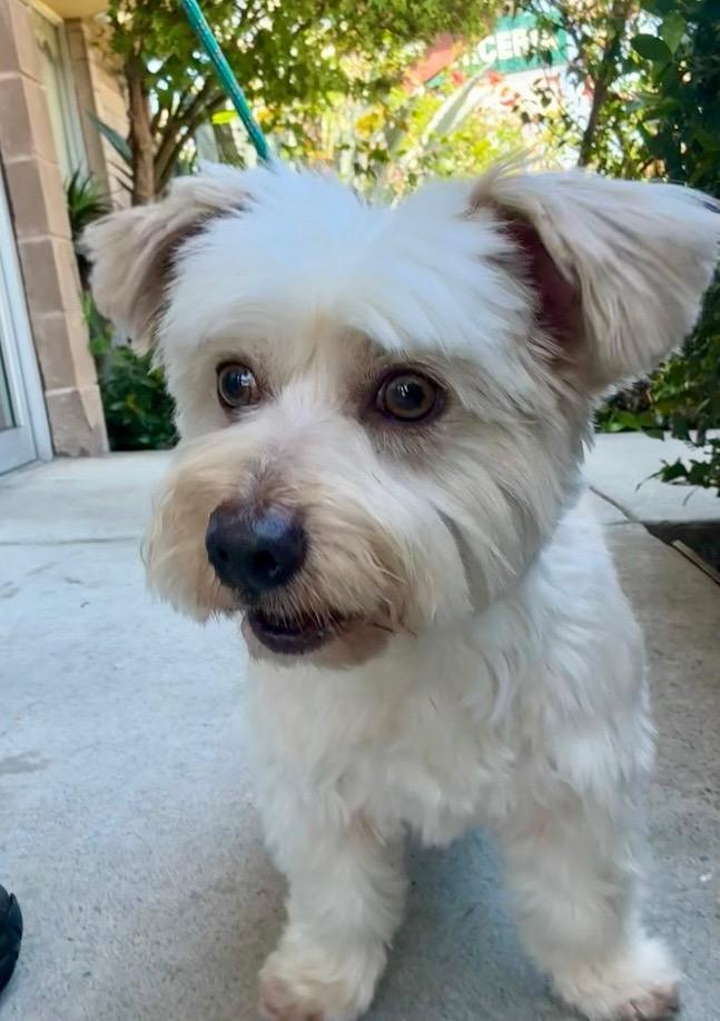 Scone, ADOPTABLE, Adult Male Maltese.