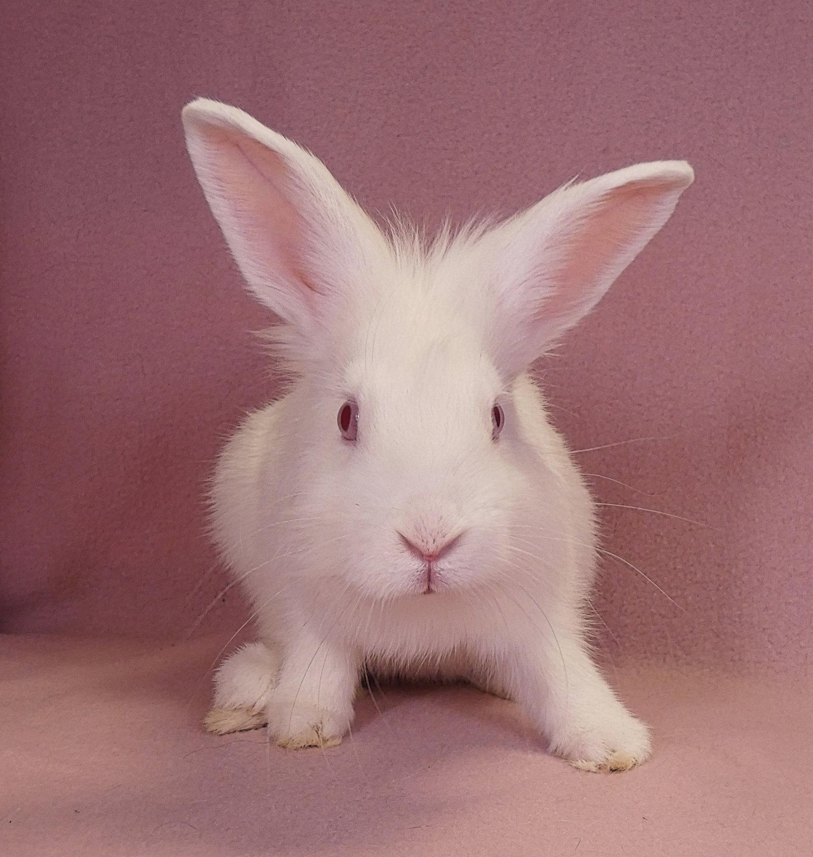 SAM, Adoptable, Young Male Lionhead.