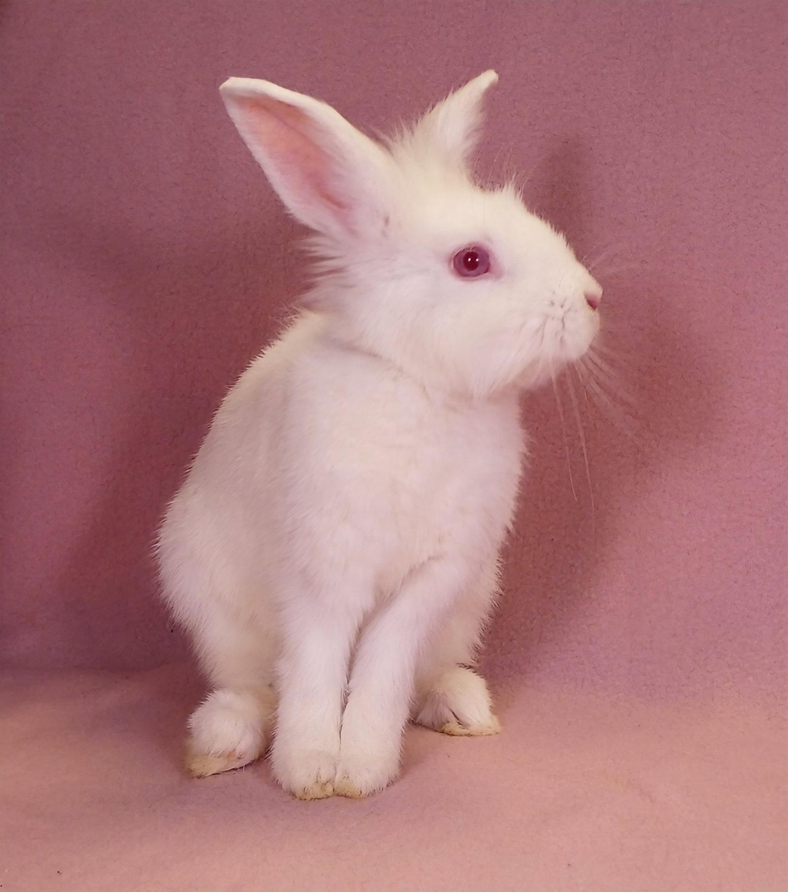 Enlarge SAM, a Adoptable Lionhead in Pasadena, CA image 2/3