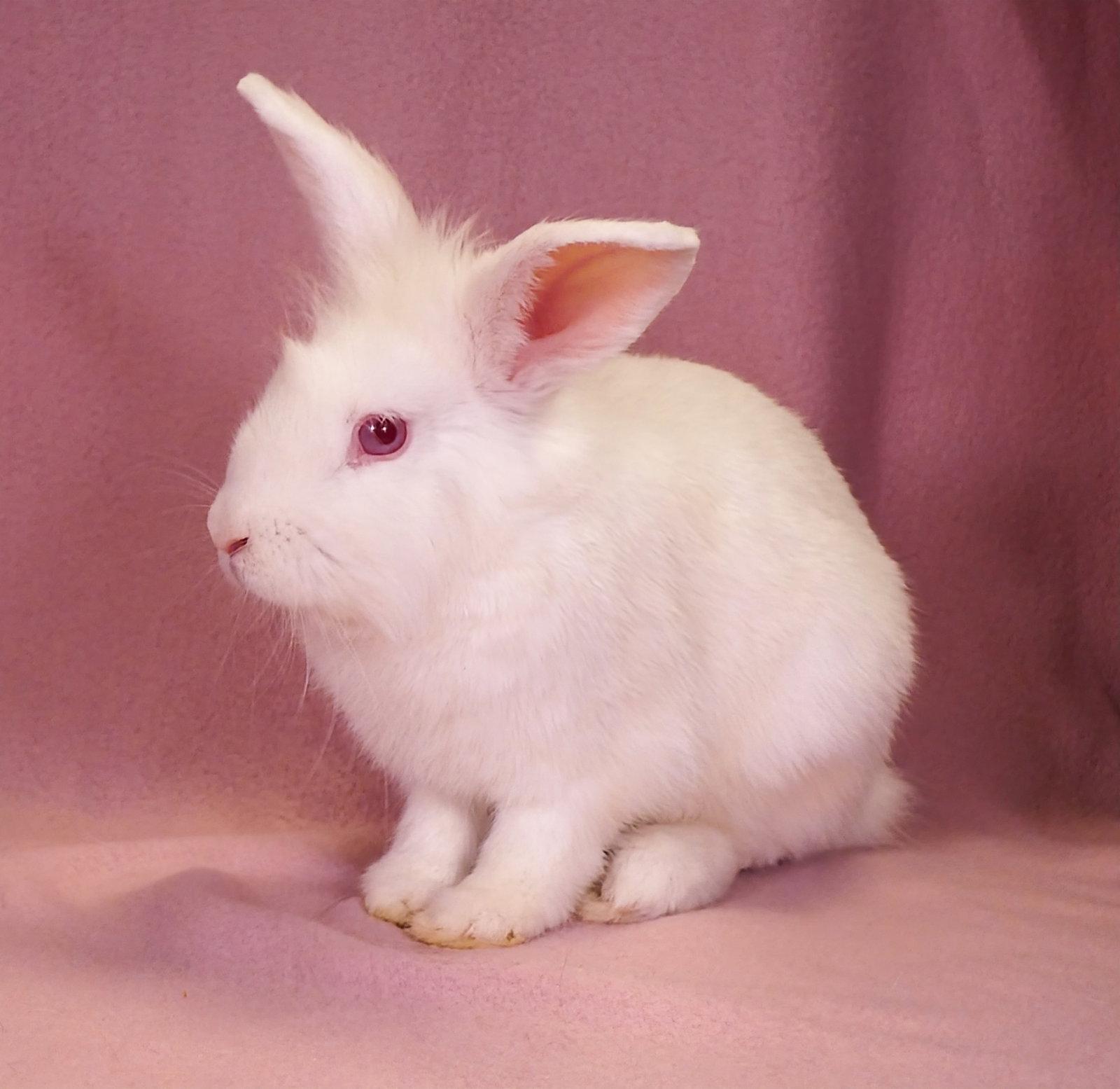 Enlarge SAM, a Adoptable Lionhead in Pasadena, CA image 3/3