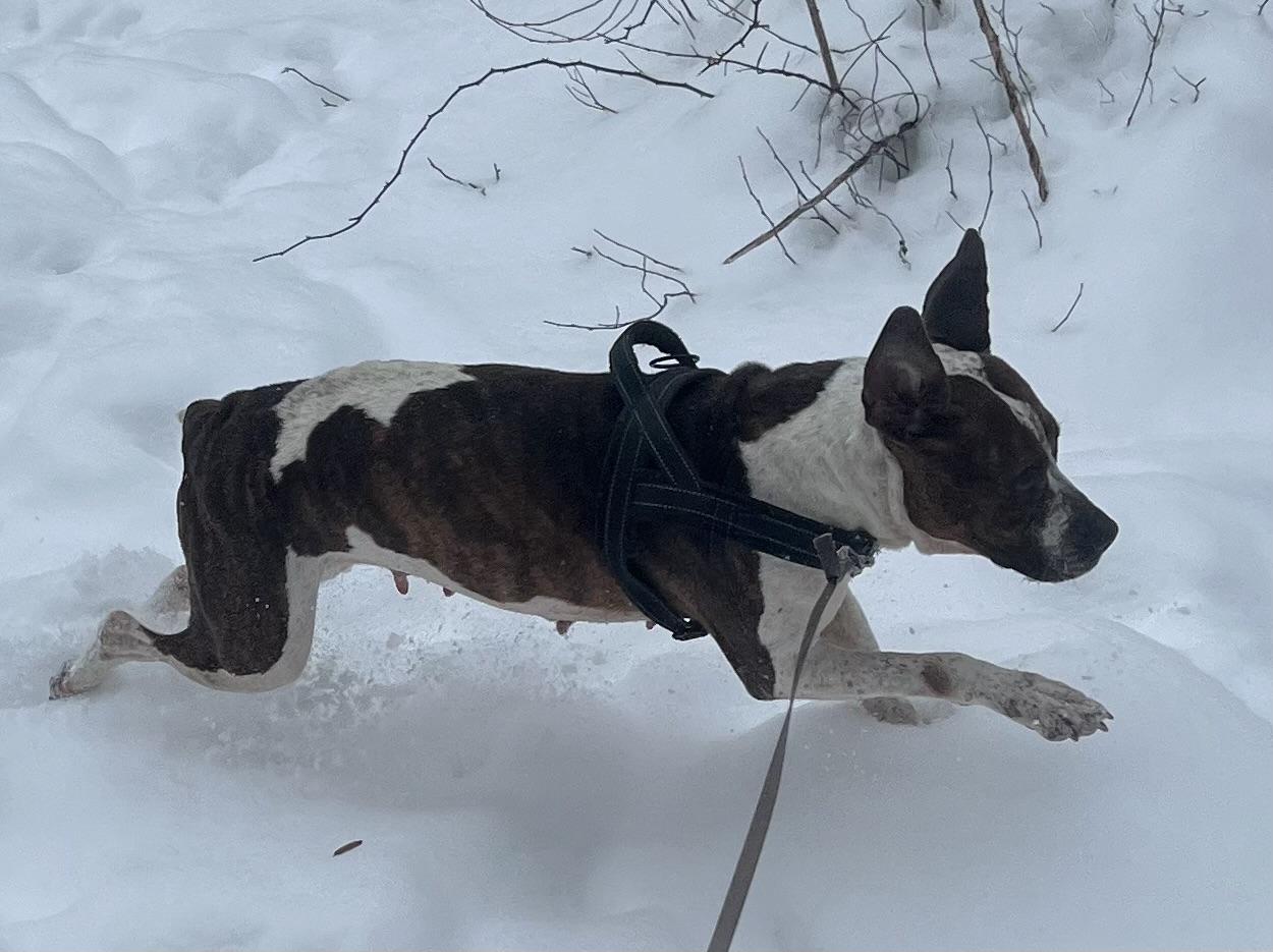 Morticia, Adult Female Pit Bull Terrier