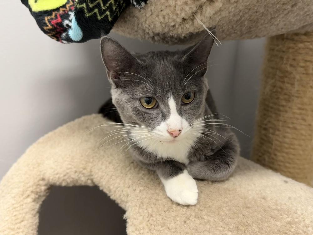 Cricket, Adoptable, Kitten Female Domestic Short Hair.