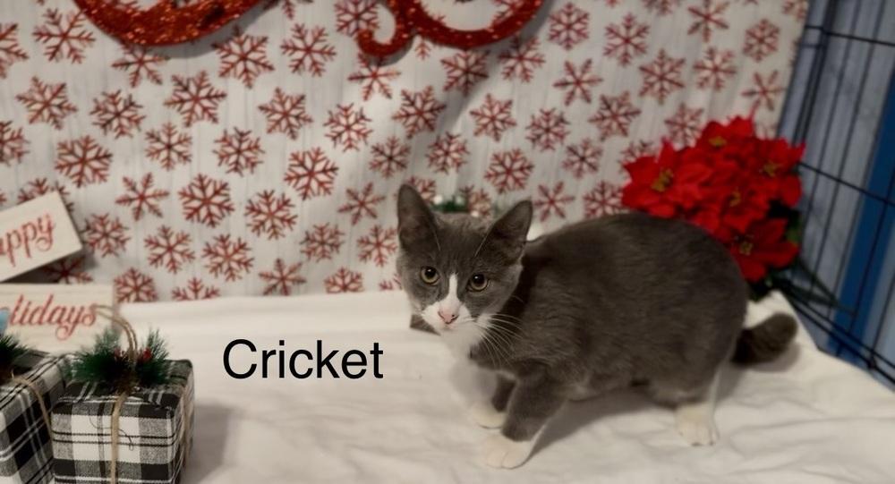 Cricket, a Adoptable Domestic Short Hair in Hudson, NH image 1/2