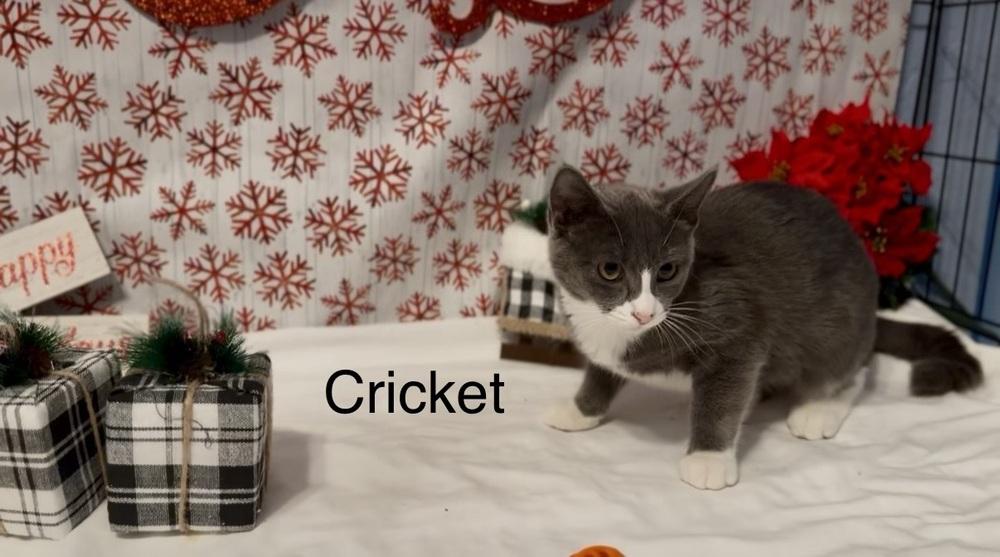Cricket, a Adoptable Domestic Short Hair in Hudson, NH image 2/2