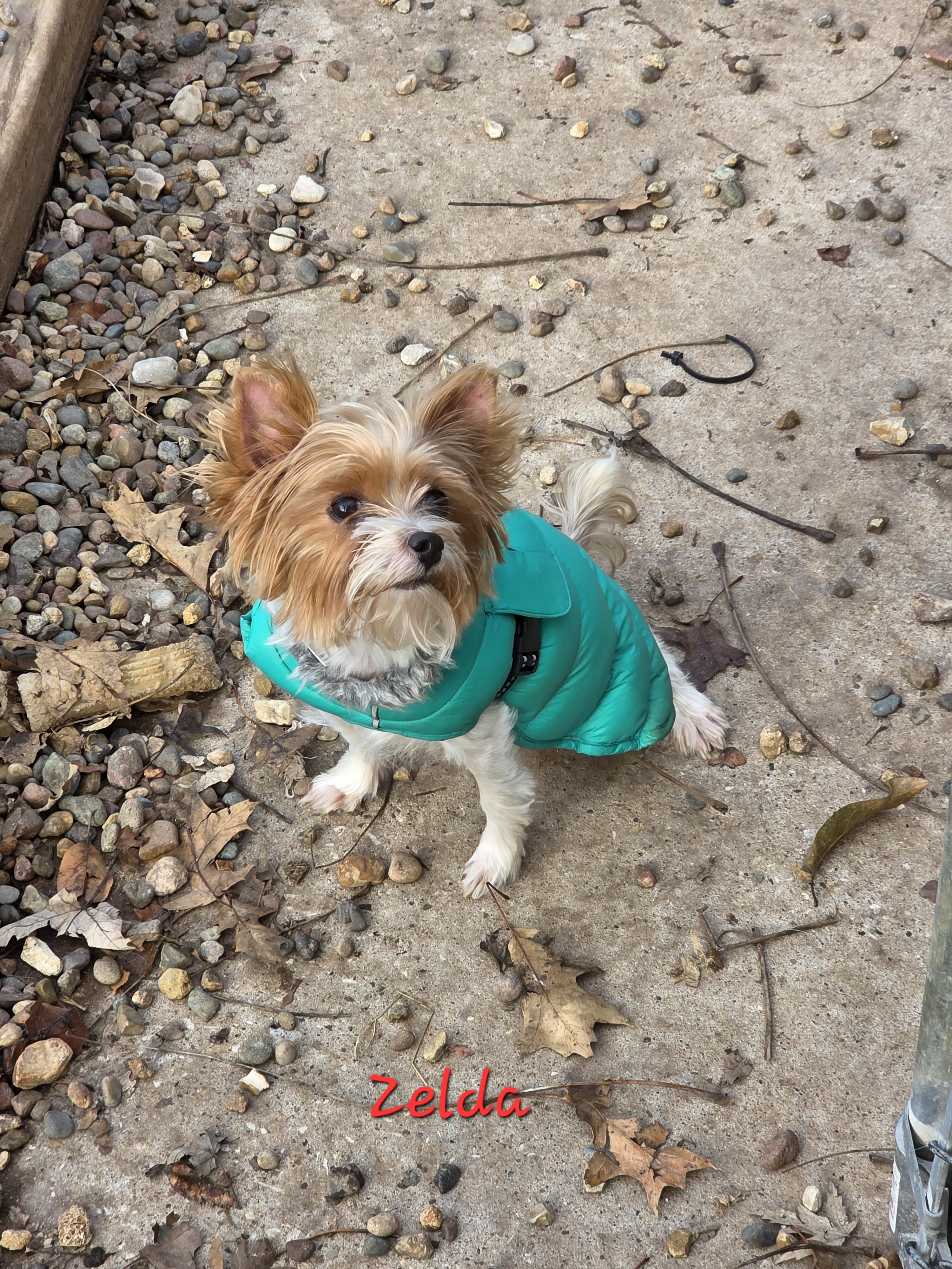 Zelda, Adoptable, Young Female Yorkshire Terrier.