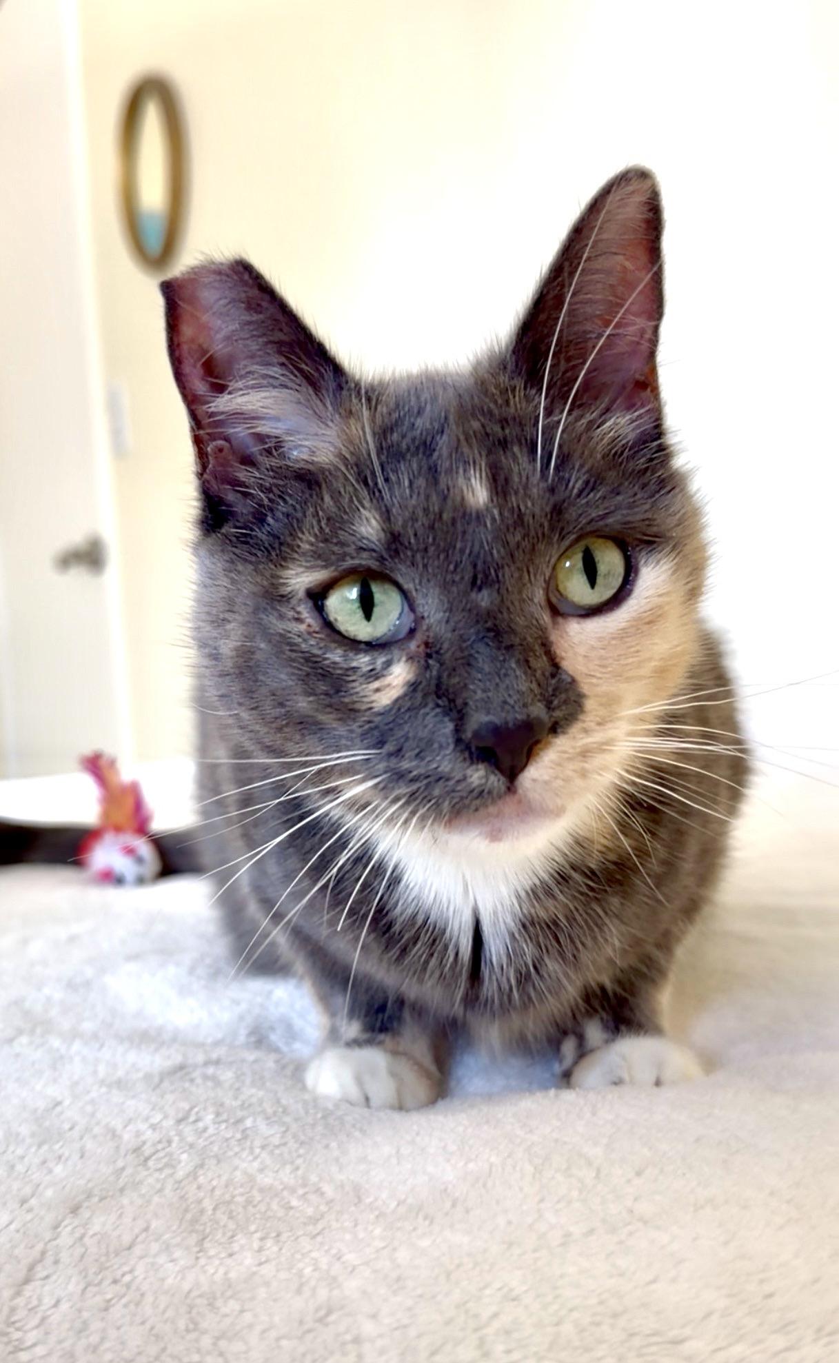 Fern, ADOPTABLE, Adult Female Dilute Tortoiseshell.