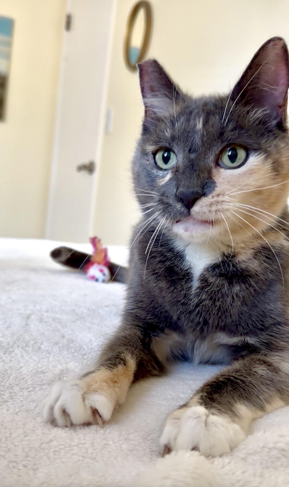 Enlarge Fern, a ADOPTABLE Dilute Tortoiseshell in San Rafael, CA image 3/5