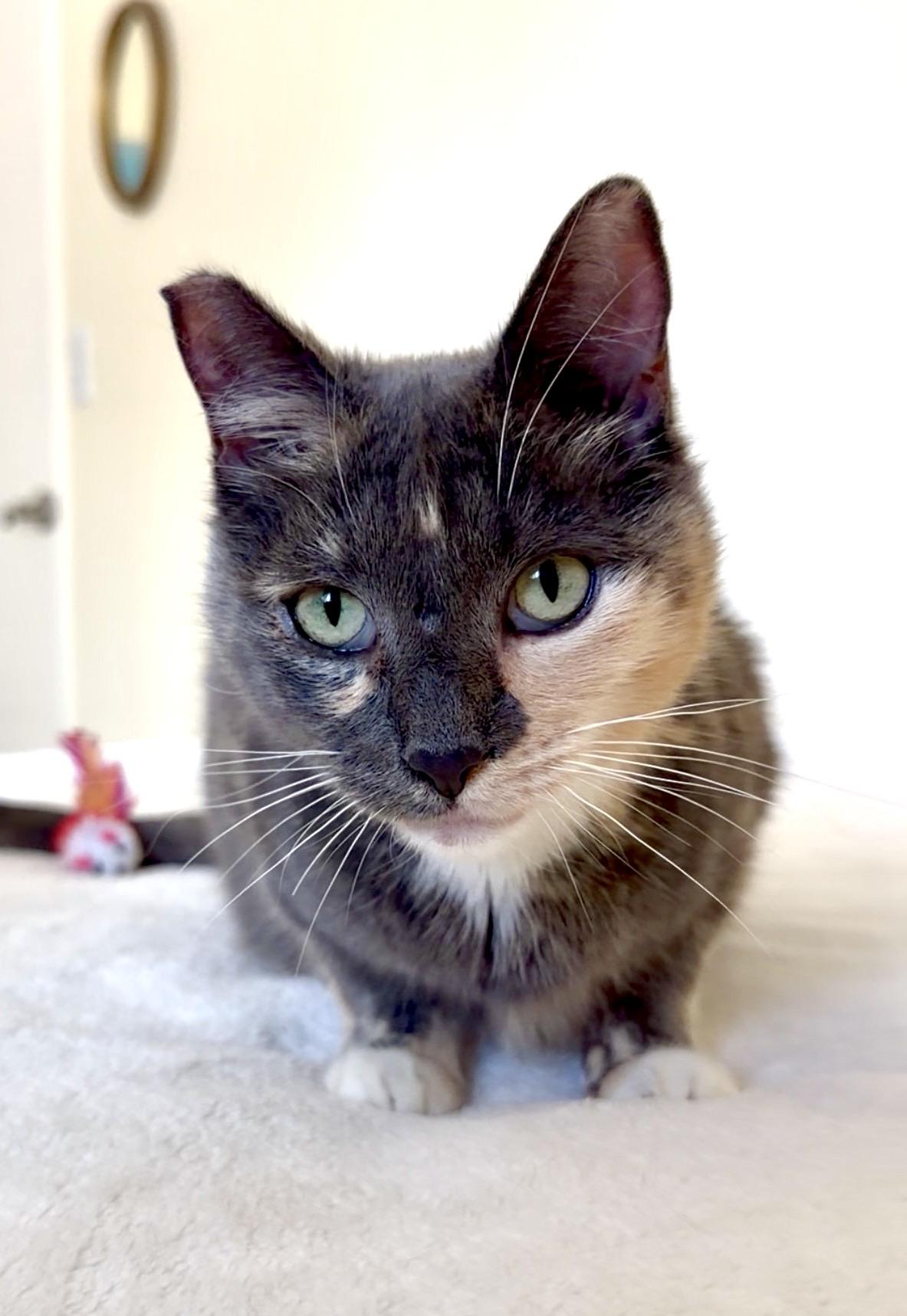 Enlarge Fern, a ADOPTABLE Dilute Tortoiseshell in San Rafael, CA image 5/5