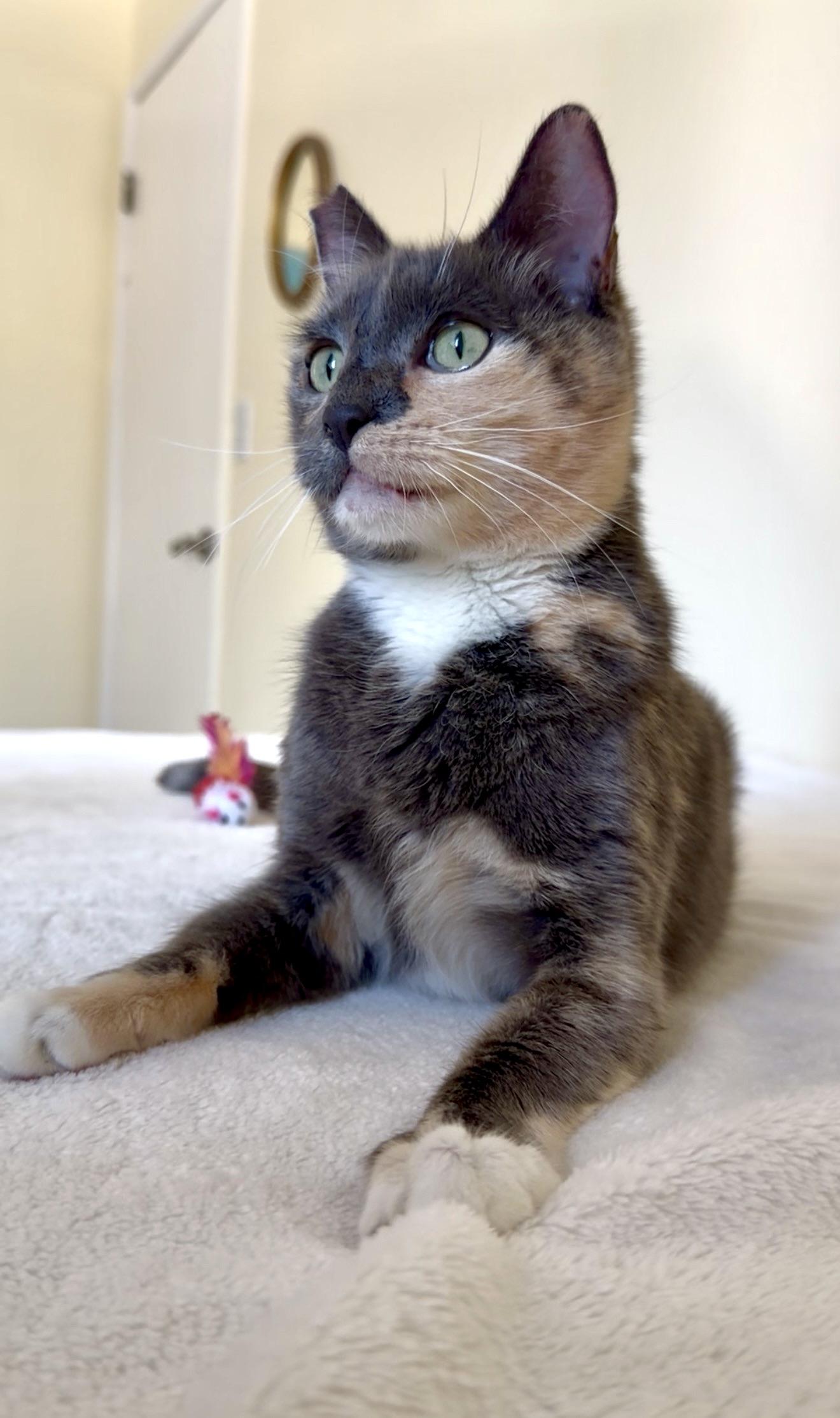 Enlarge Fern, a ADOPTABLE Dilute Tortoiseshell in San Rafael, CA image 4/5