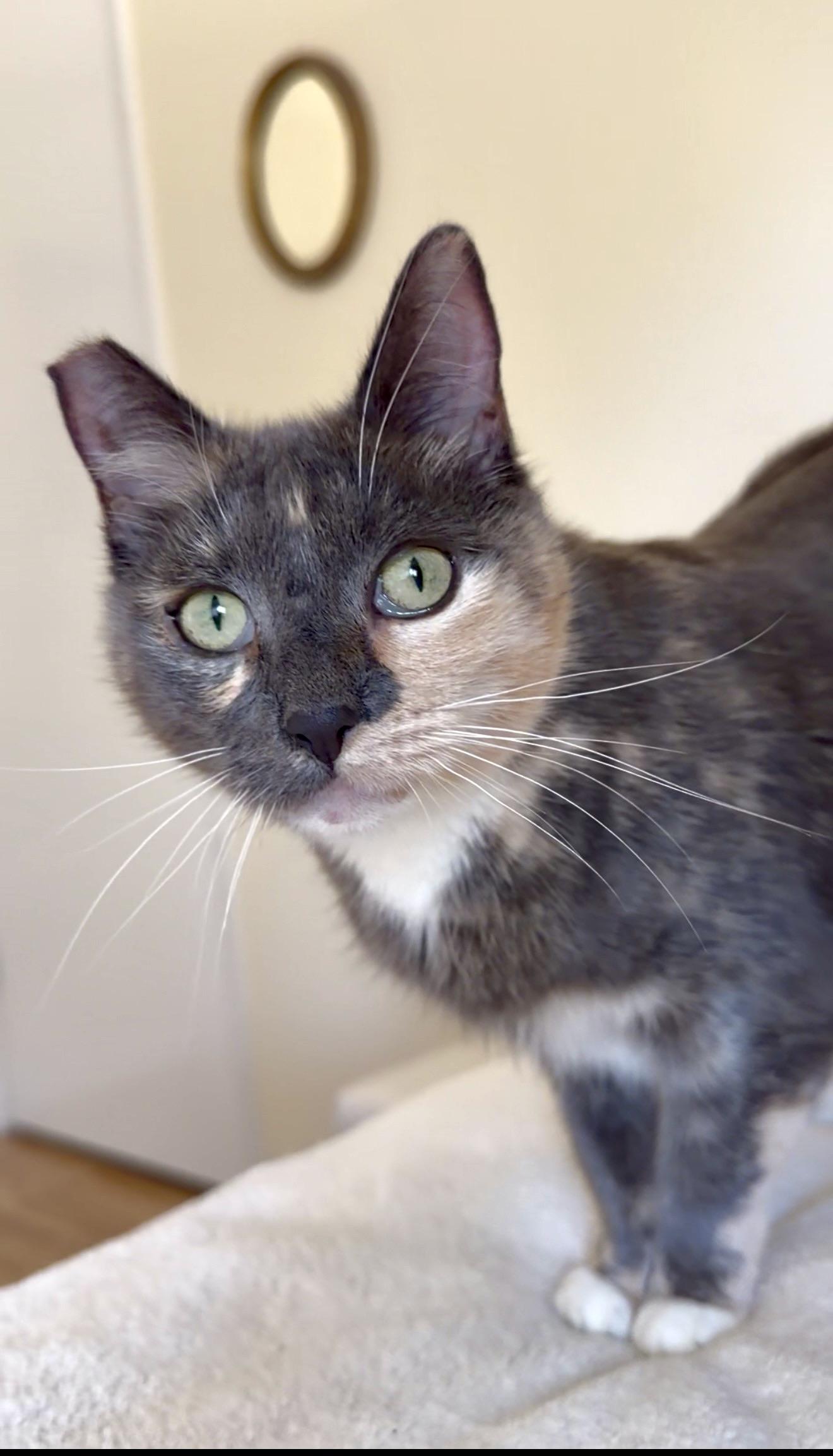 Enlarge Fern, a ADOPTABLE Dilute Tortoiseshell in San Rafael, CA image 2/5