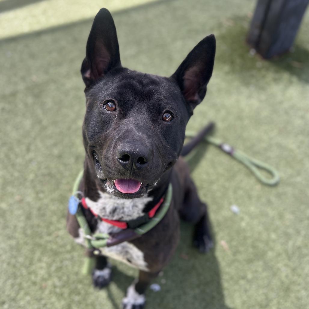 Leo, a Adoptable mixed breed in Apache Junction, AZ image 1/6