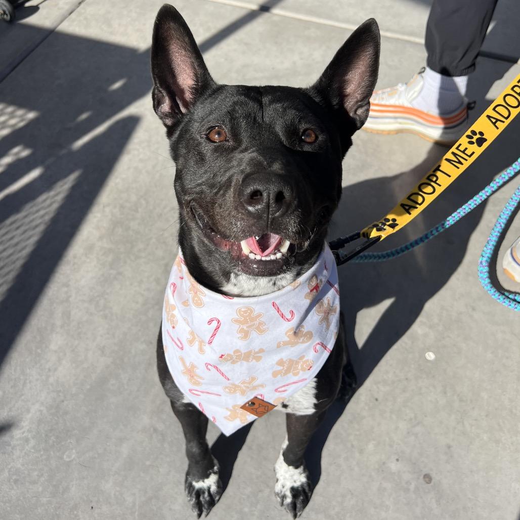 Leo, a Adoptable mixed breed in Apache Junction, AZ image 2/6