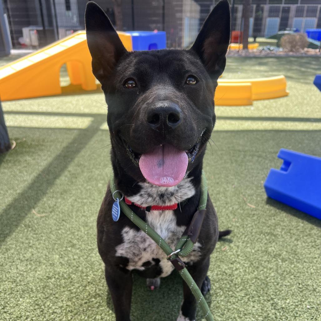 Leo, a Adoptable mixed breed in Apache Junction, AZ image 5/6