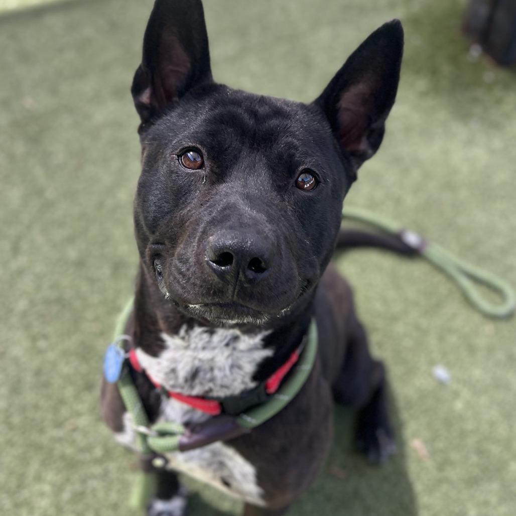 Leo, a Adoptable mixed breed in Apache Junction, AZ image 6/6