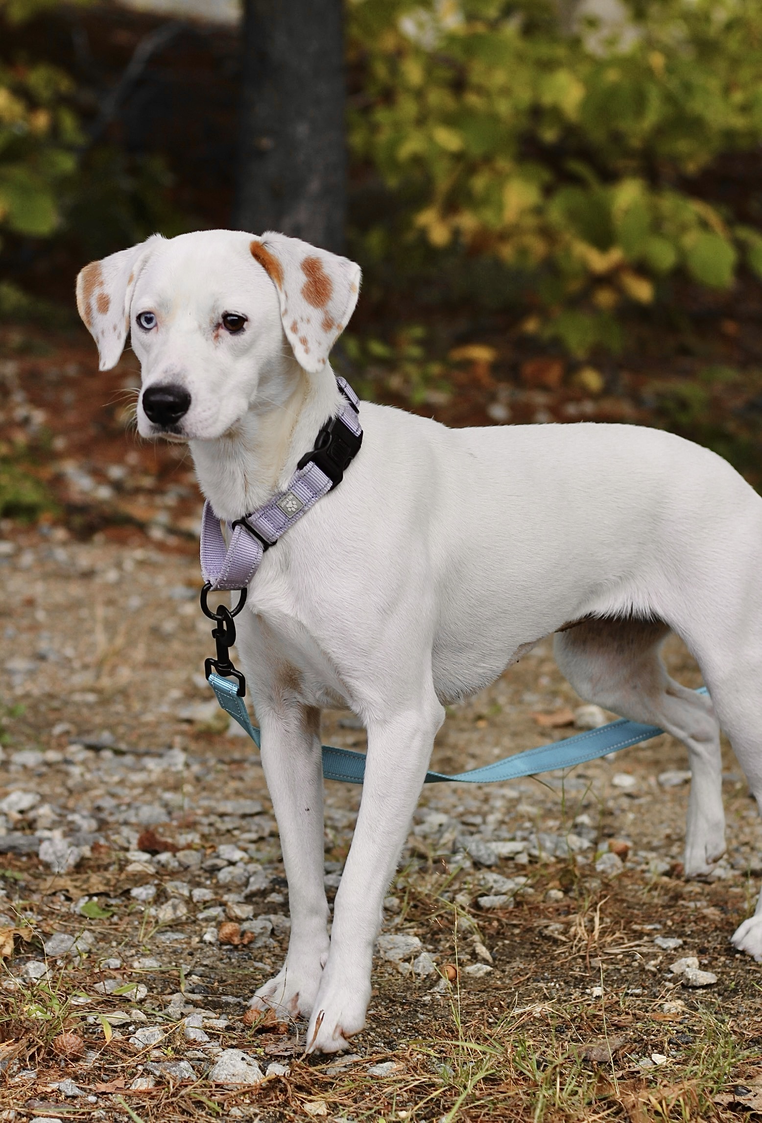 Dog for adoption Cheesecake in NH! Come Meet our Adoptable Dogs