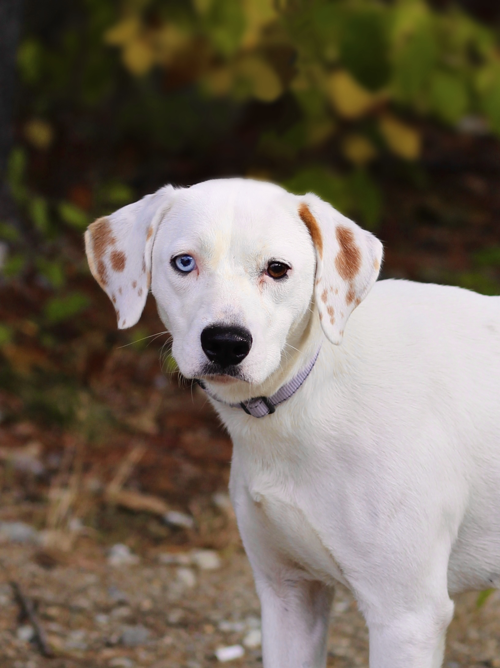 Dog for adoption Cheesecake in NH! Come Meet our Adoptable Dogs