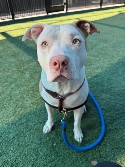 Enlarge Appa, a Adoptable mixed breed in Roseville, CA image 1/3