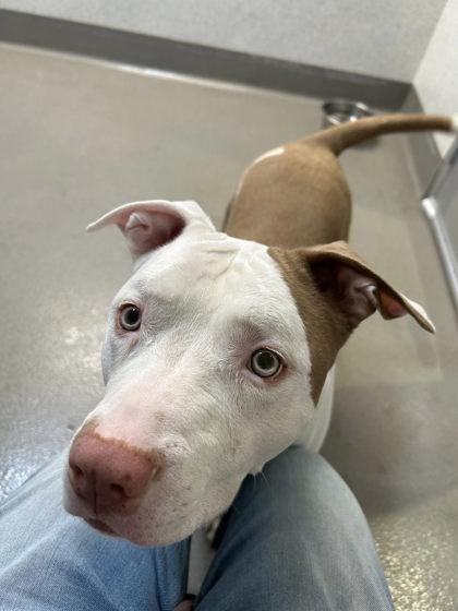 Appa, a Adoptable mixed breed in Roseville, CA image 2/3