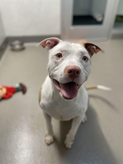 Enlarge Appa, a Adoptable mixed breed in Roseville, CA image 2/3