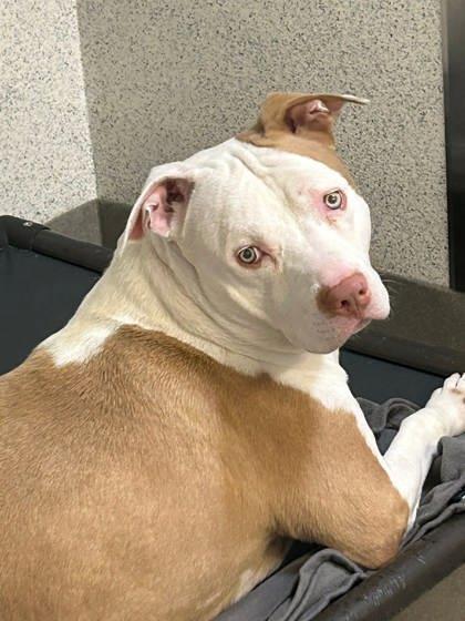 Appa, a Adoptable mixed breed in Roseville, CA image 3/3