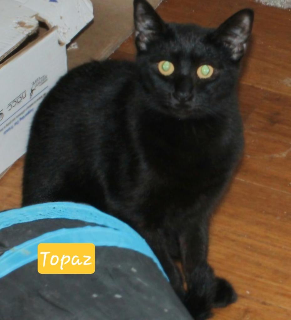 Enlarge Topaz, a Adoptable mixed breed in Ogden, UT image 1/2