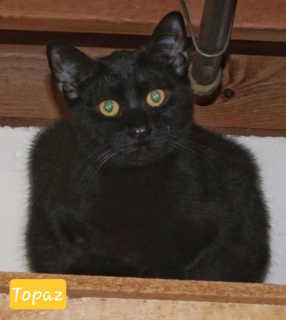 Enlarge Topaz, a Adoptable mixed breed in Ogden, UT image 2/2