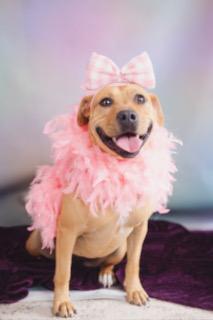 Enlarge Madonna, a Adoptable Mixed Breed in Lubbock, TX image 1/6