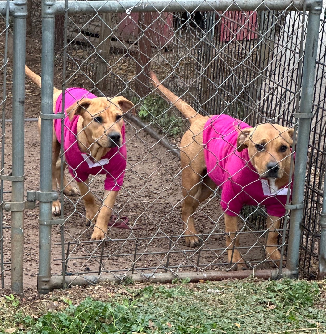 Enlarge Madonna, a Adoptable Mixed Breed in Lubbock, TX image 3/6