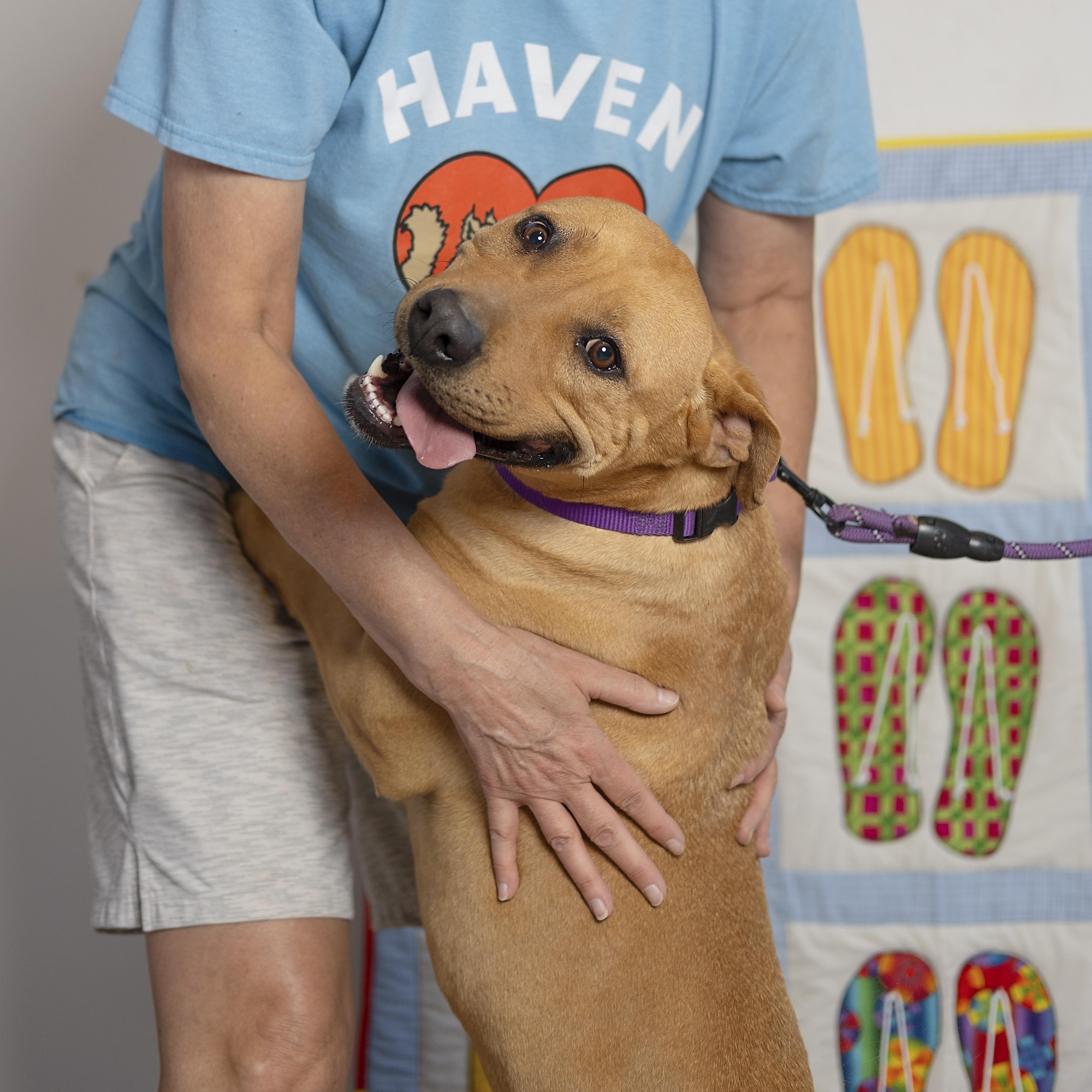 Enlarge Madonna, a Adoptable Mixed Breed in Lubbock, TX image 6/6