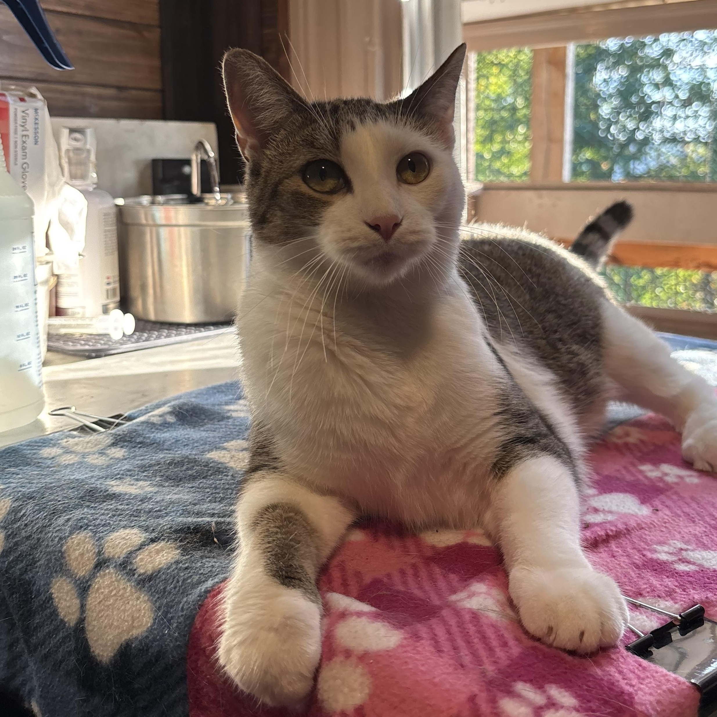 Trout, Adopted, Young Male Domestic Short Hair.