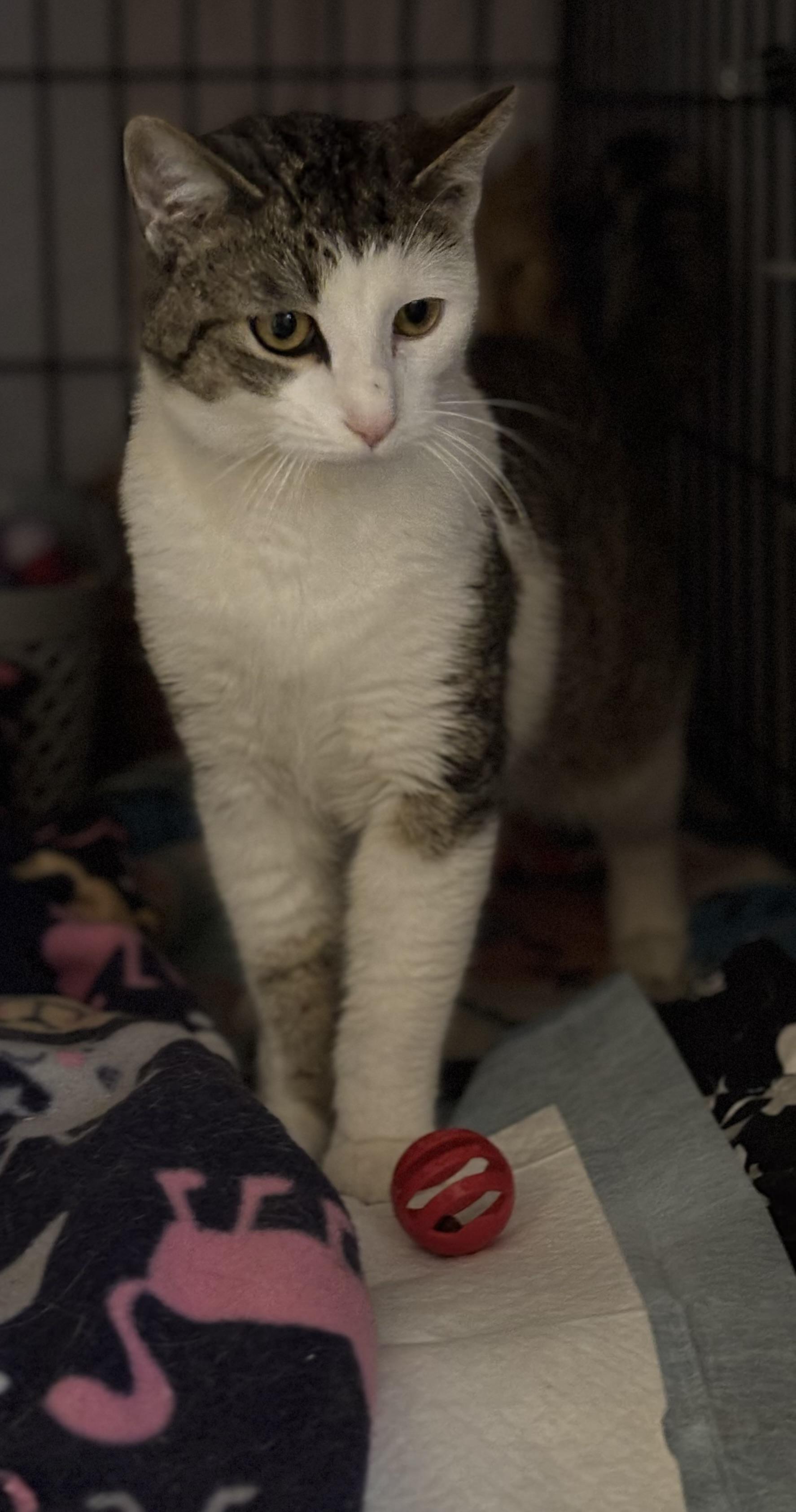Enlarge Trout, a Adoptable Domestic Short Hair in Pittsburgh, PA image 4/5