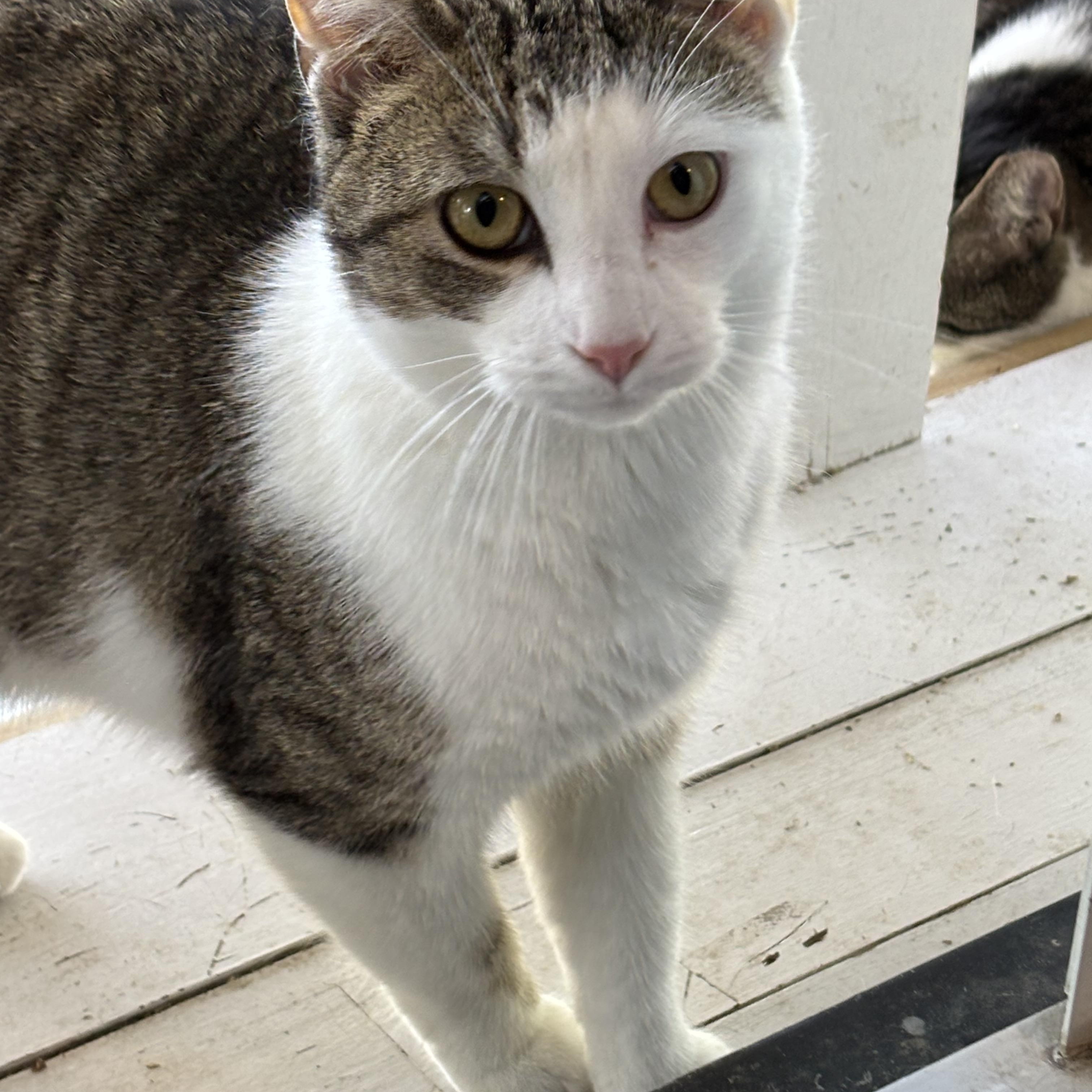 Trout, Adoptable, Young Male Domestic Short Hair.