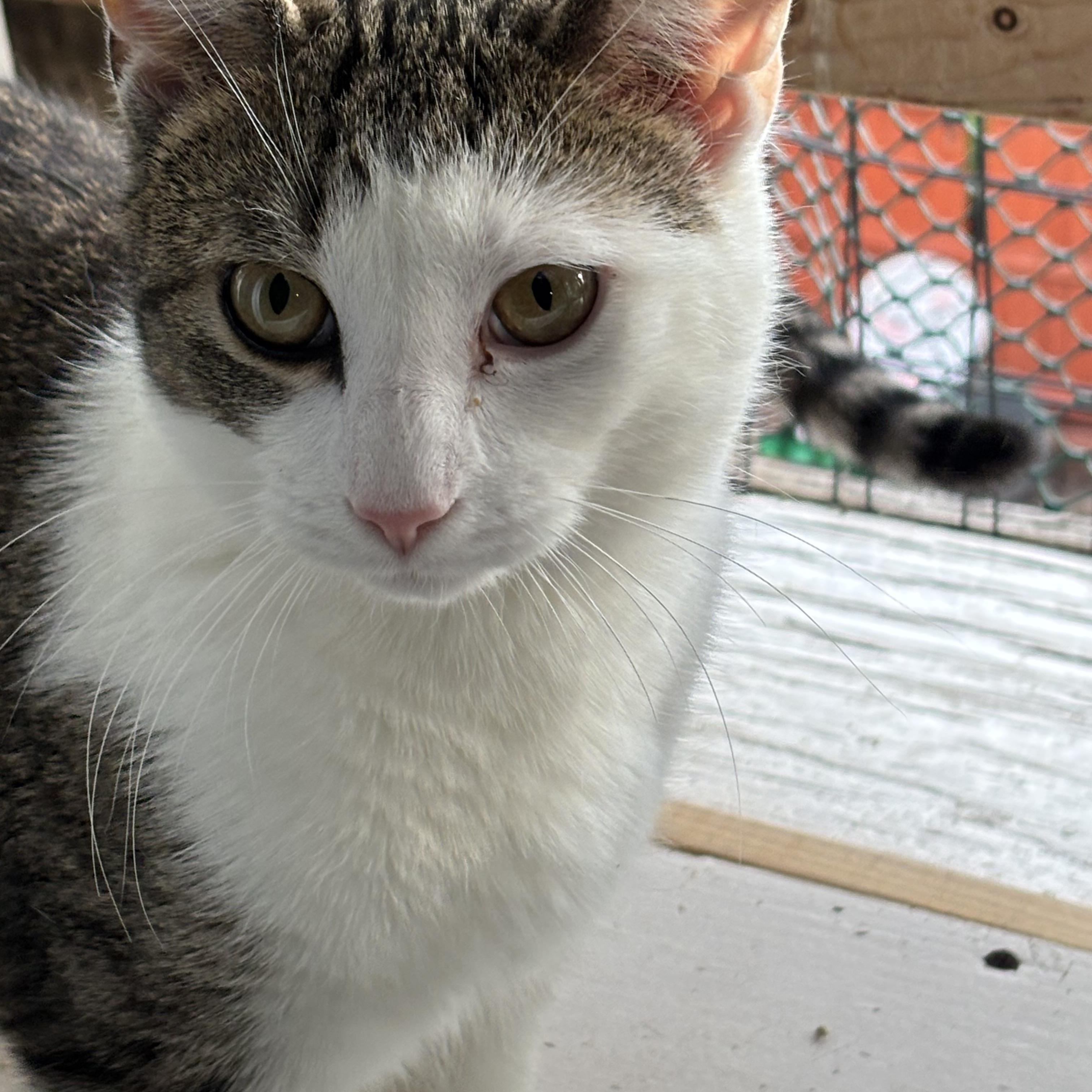 Trout, Adoptable, Young Male Domestic Short Hair.