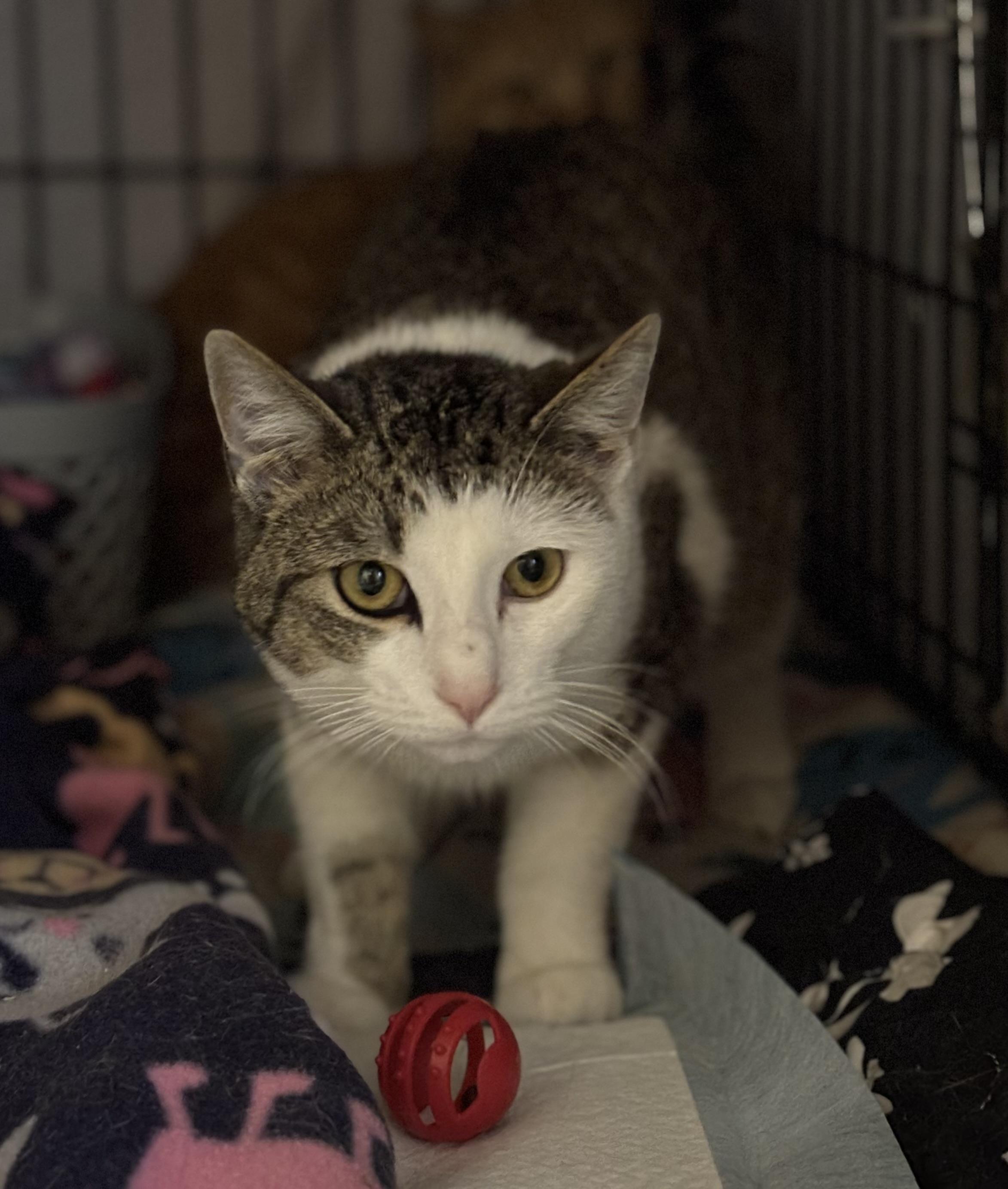 Enlarge Trout, a Adoptable Domestic Short Hair in Pittsburgh, PA image 2/5