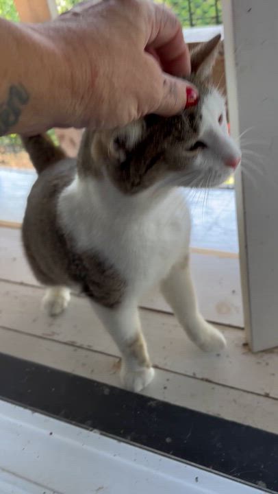 Enlarge Trout, a Adoptable Domestic Short Hair in Pittsburgh, PA video 3/5