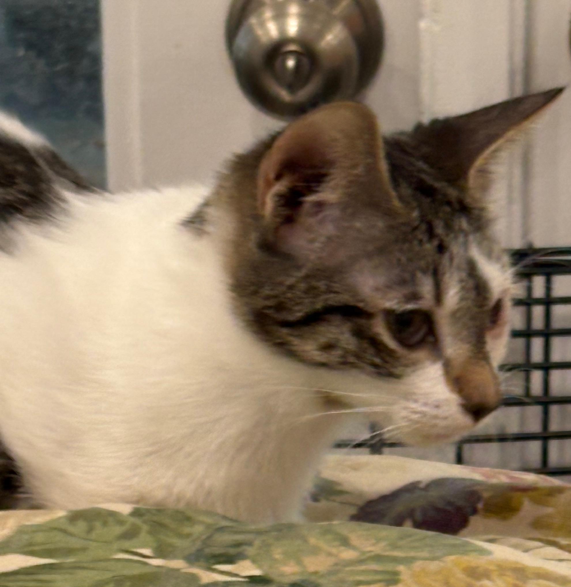 Lily, Adoptable, Kitten Female Domestic Short Hair.