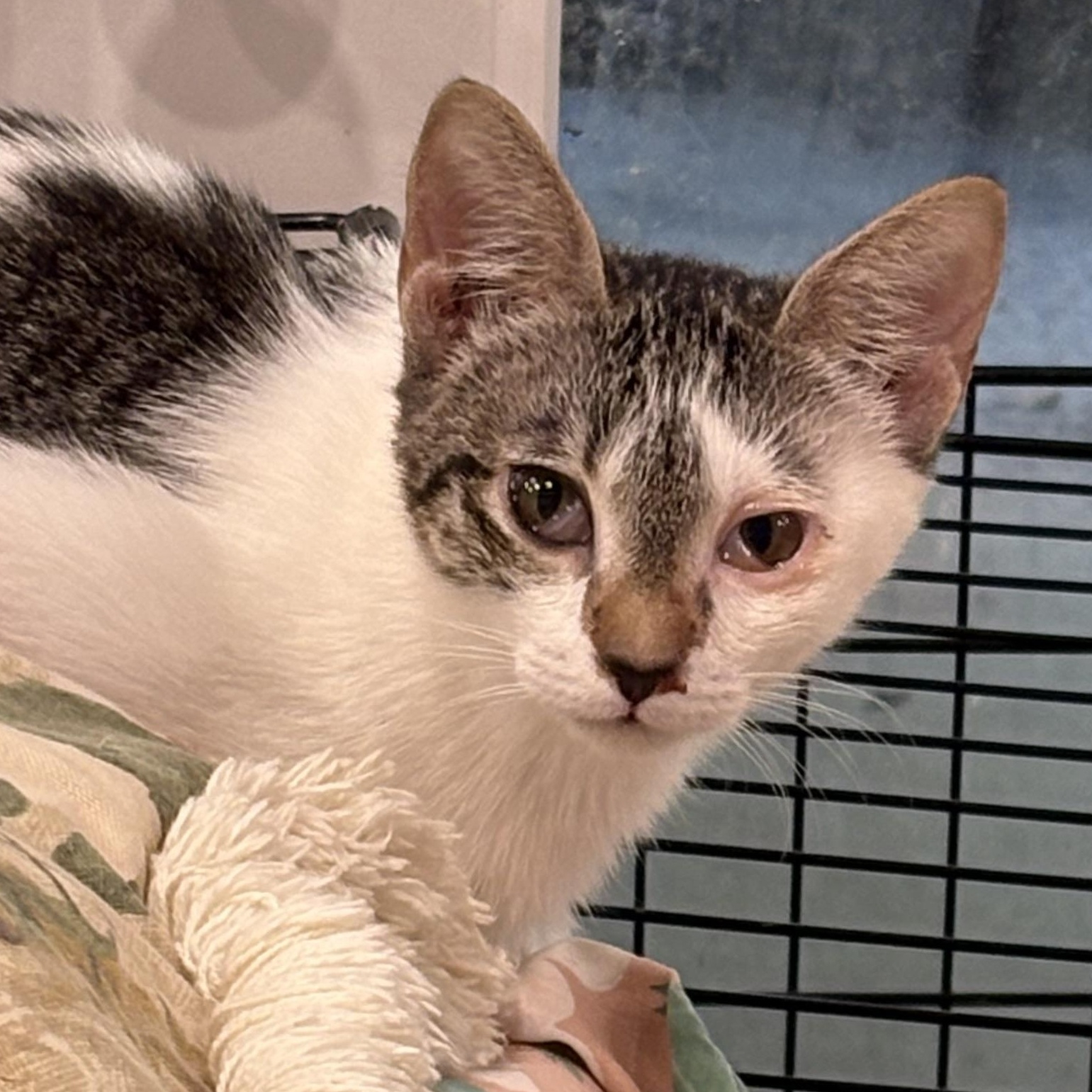 Enlarge Lily, an adopted Domestic Short Hair in Beaufort, SC image 1/5