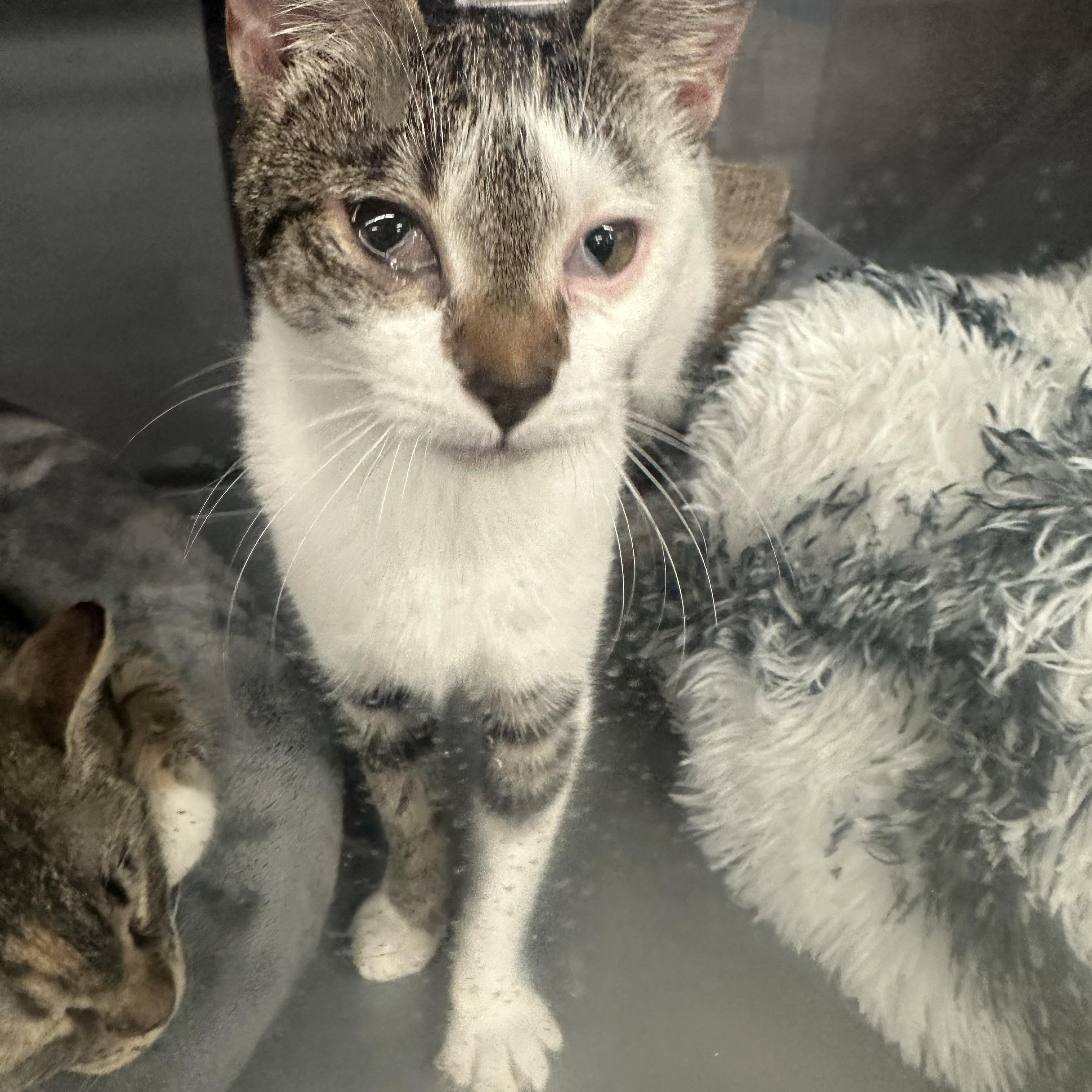 Enlarge Lily, an adopted Domestic Short Hair in Beaufort, SC image 2/5