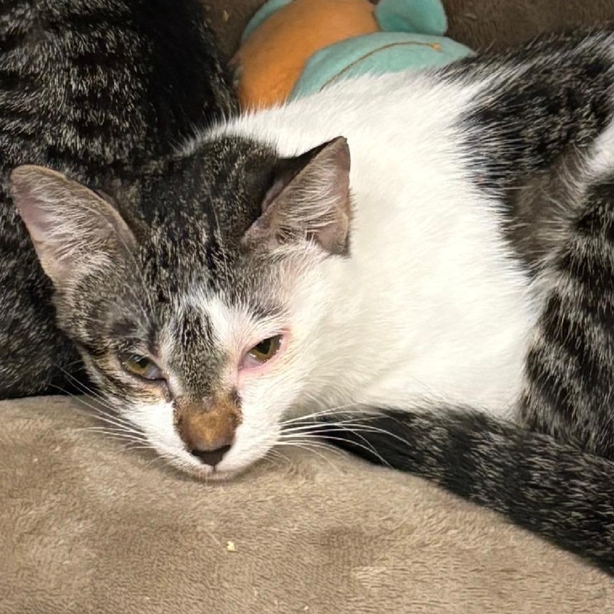 Enlarge Lily, an adopted Domestic Short Hair in Beaufort, SC image 4/5