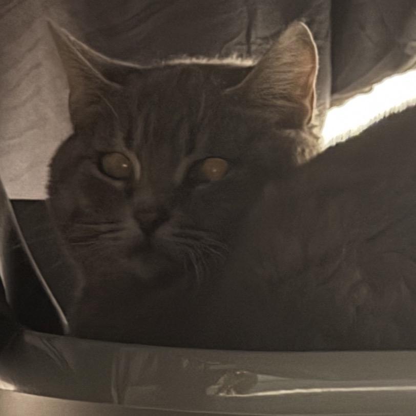 Mulan Glitter Sparkles Smokey, Adoptable, Adult Female Domestic Short Hair.