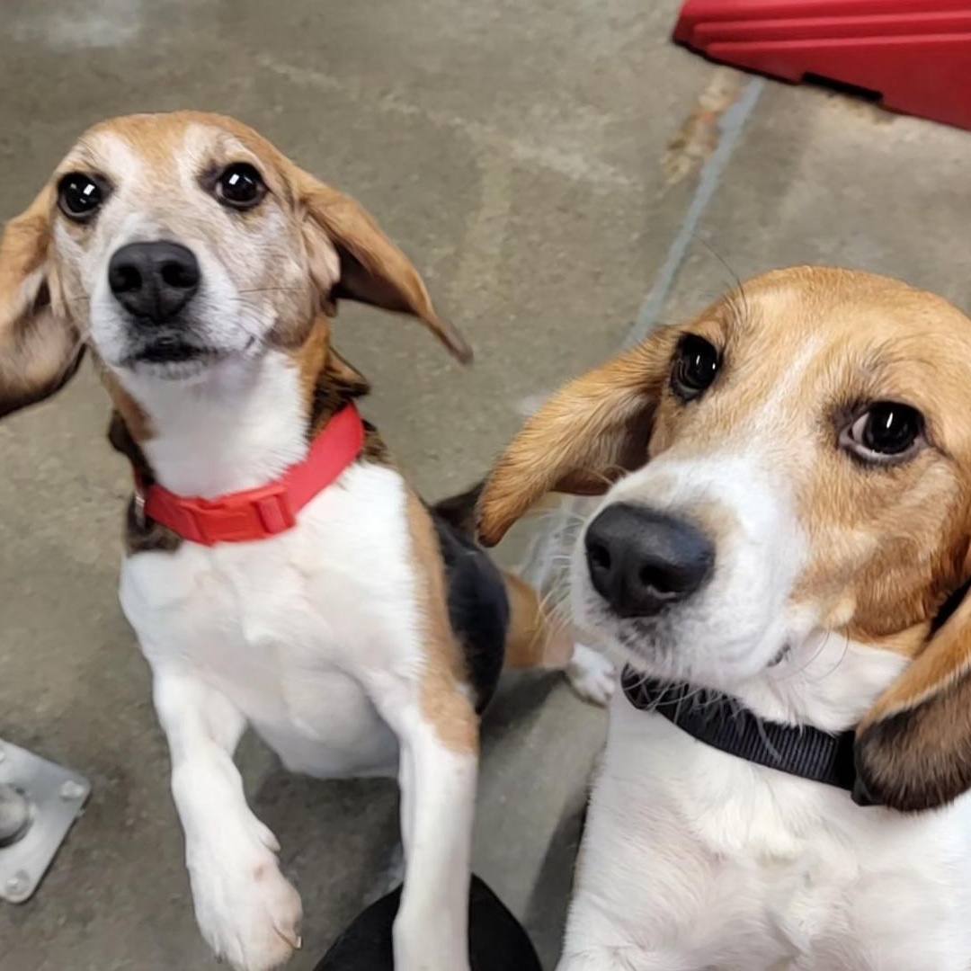 Enlarge Ramen, a Adoptable Beagle in Grayslake, IL image 3/3