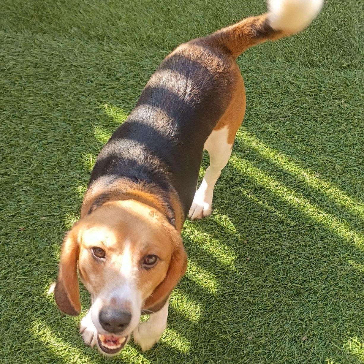 Enlarge Ramen, a Adoptable Beagle in Grayslake, IL image 2/3