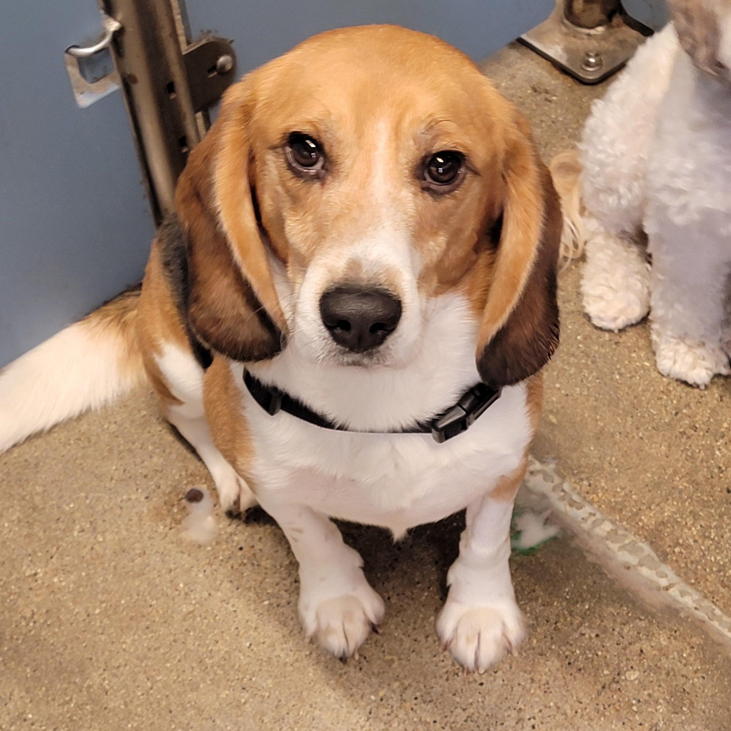 Enlarge Ramen, a Adoptable Beagle in Grayslake, IL image 1/3