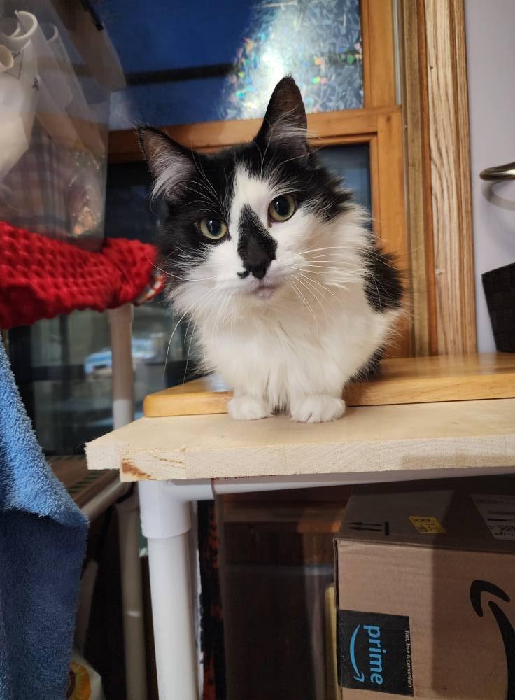 Bucky - In Foster, Adoptable, Adult Male Domestic Medium Hair.