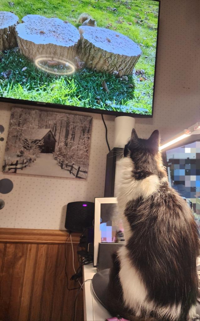 Enlarge Bucky - In Foster, a Adoptable mixed breed in Grand Forks, ND image 2/6